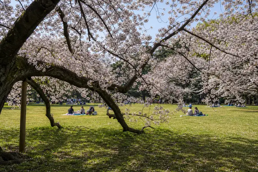 砧公園|枝條低垂、能平視拍「人在花下」