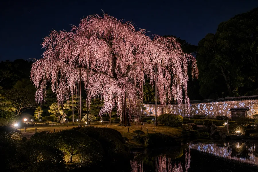 六義園 |東京最具藝術感的夜櫻