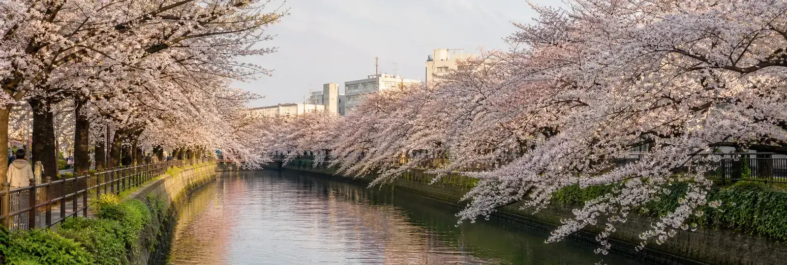 東京賞櫻名所