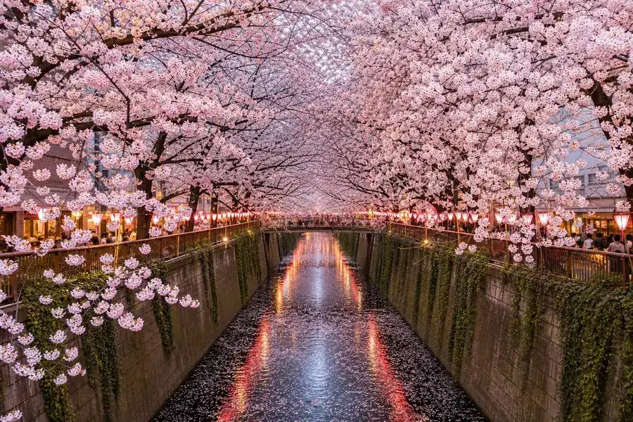 目黑川・中目黑 |邊走邊吃的最強場景