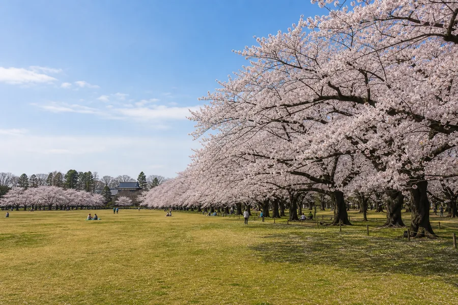 小金井公園|「野餐不擁擠」的隱藏王者