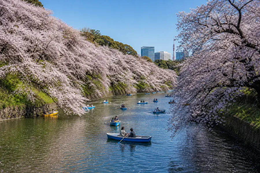 千鳥之淵 |划船賞櫻的東京代表春景