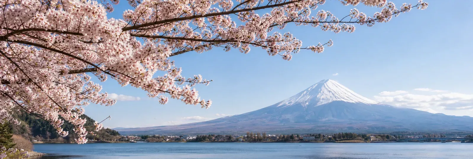 近郊與富士山櫻