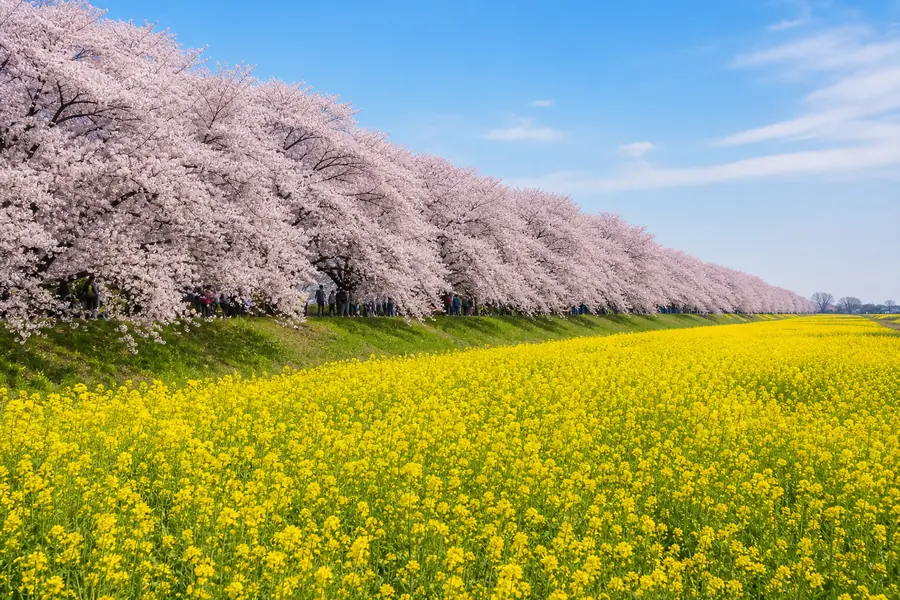 幸手權現堂堤(幸手権現堂桜堤・ごんげんどうさくらつつみ)